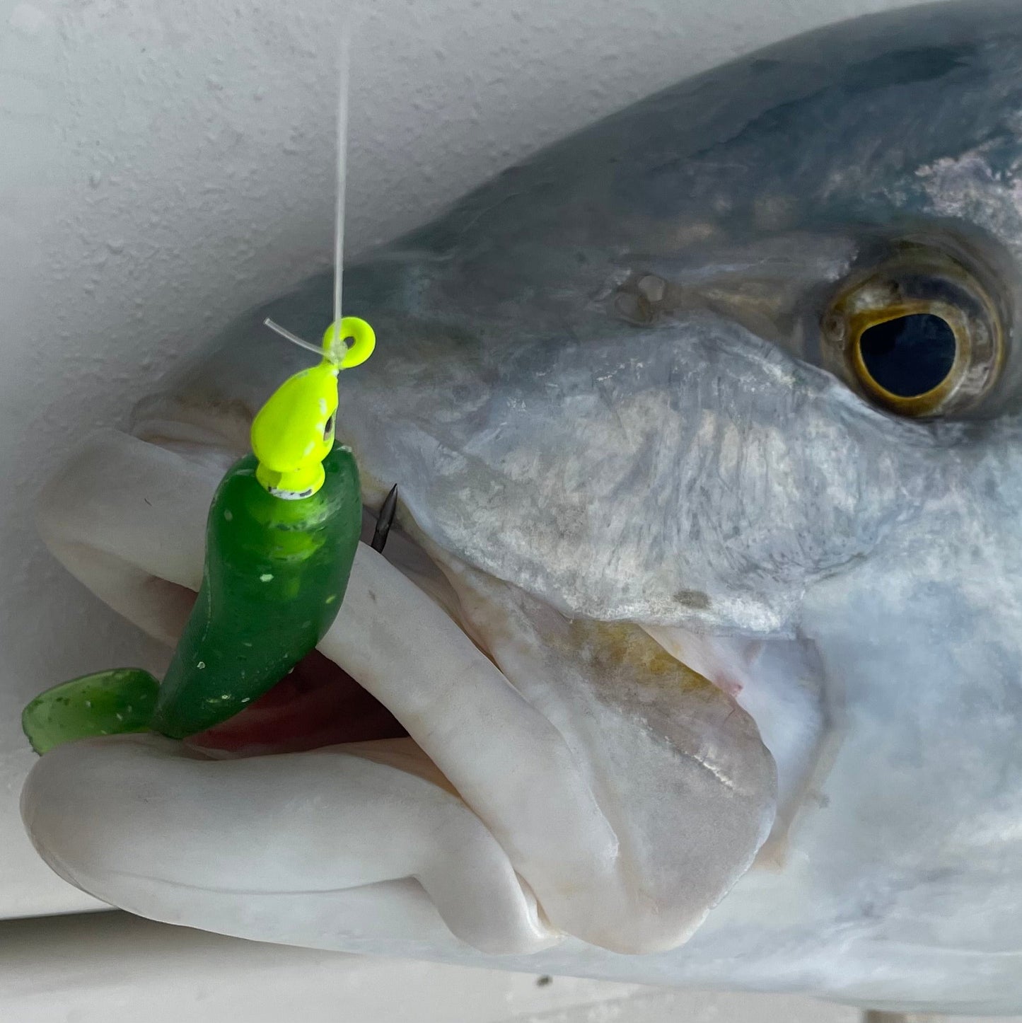 SEARIP PADDLE TAIL 3" in 3 catching colors