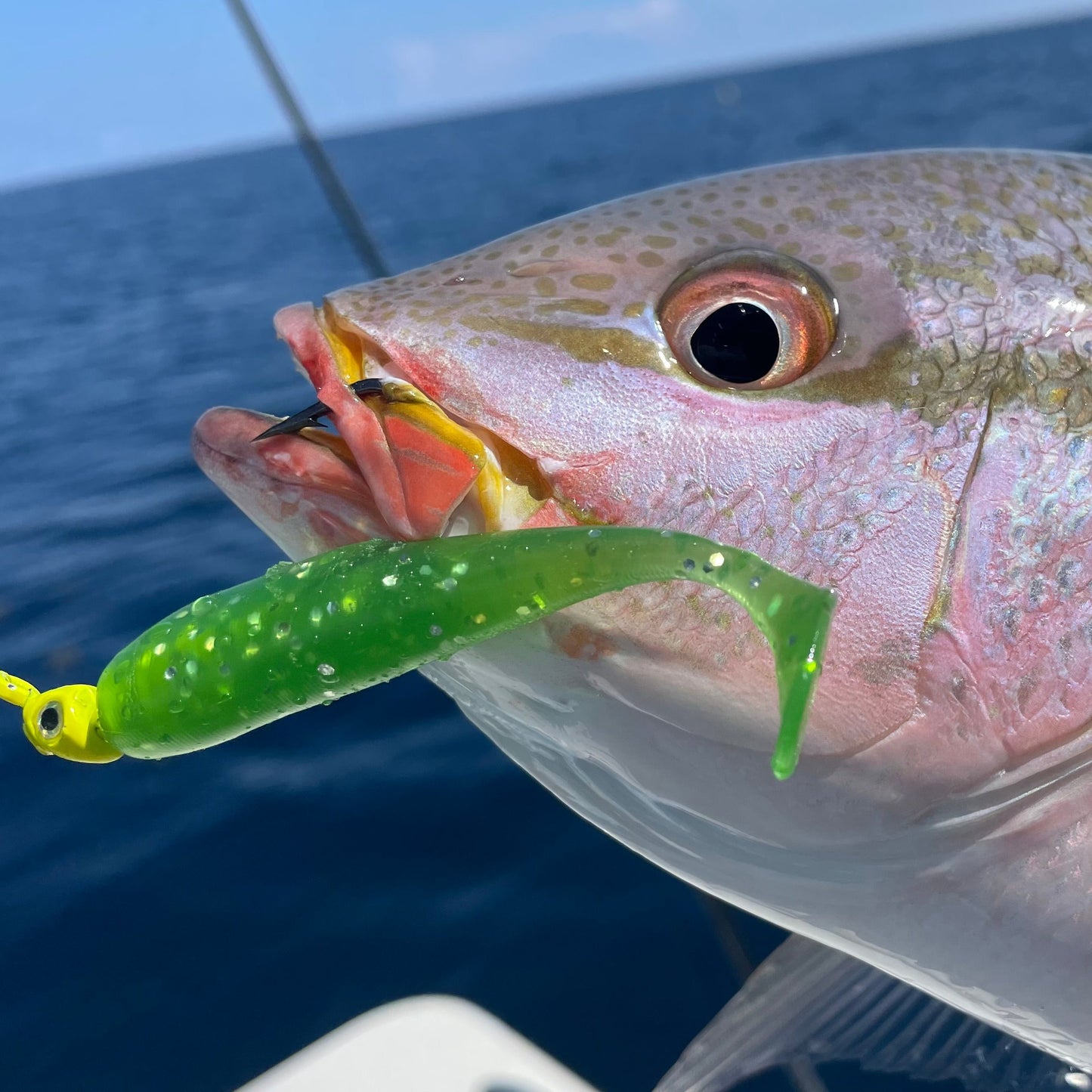 SEARIP PADDLE TAIL 3" in 3 catching colors
