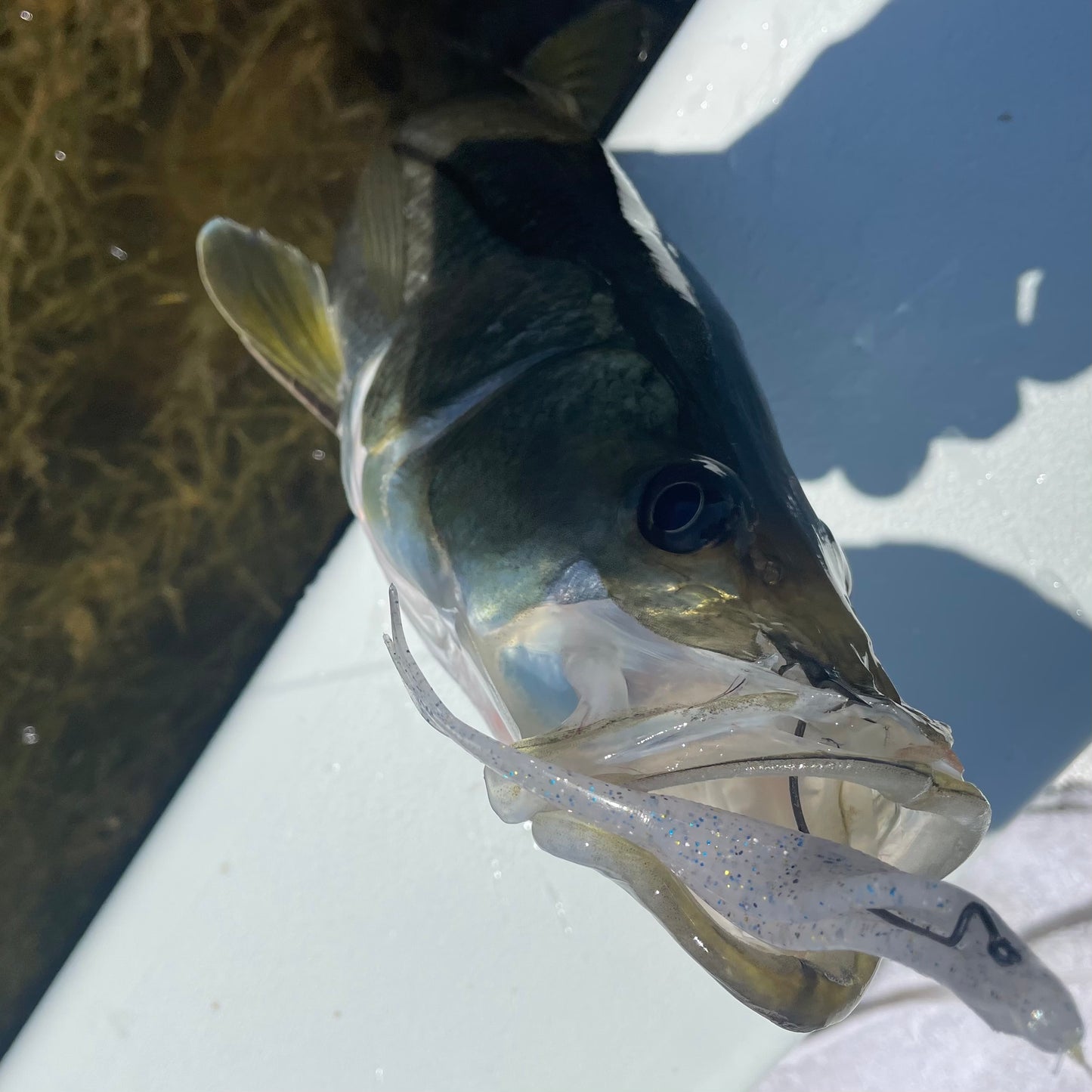 SEARIP FLUKE 5" in 10 catching colors