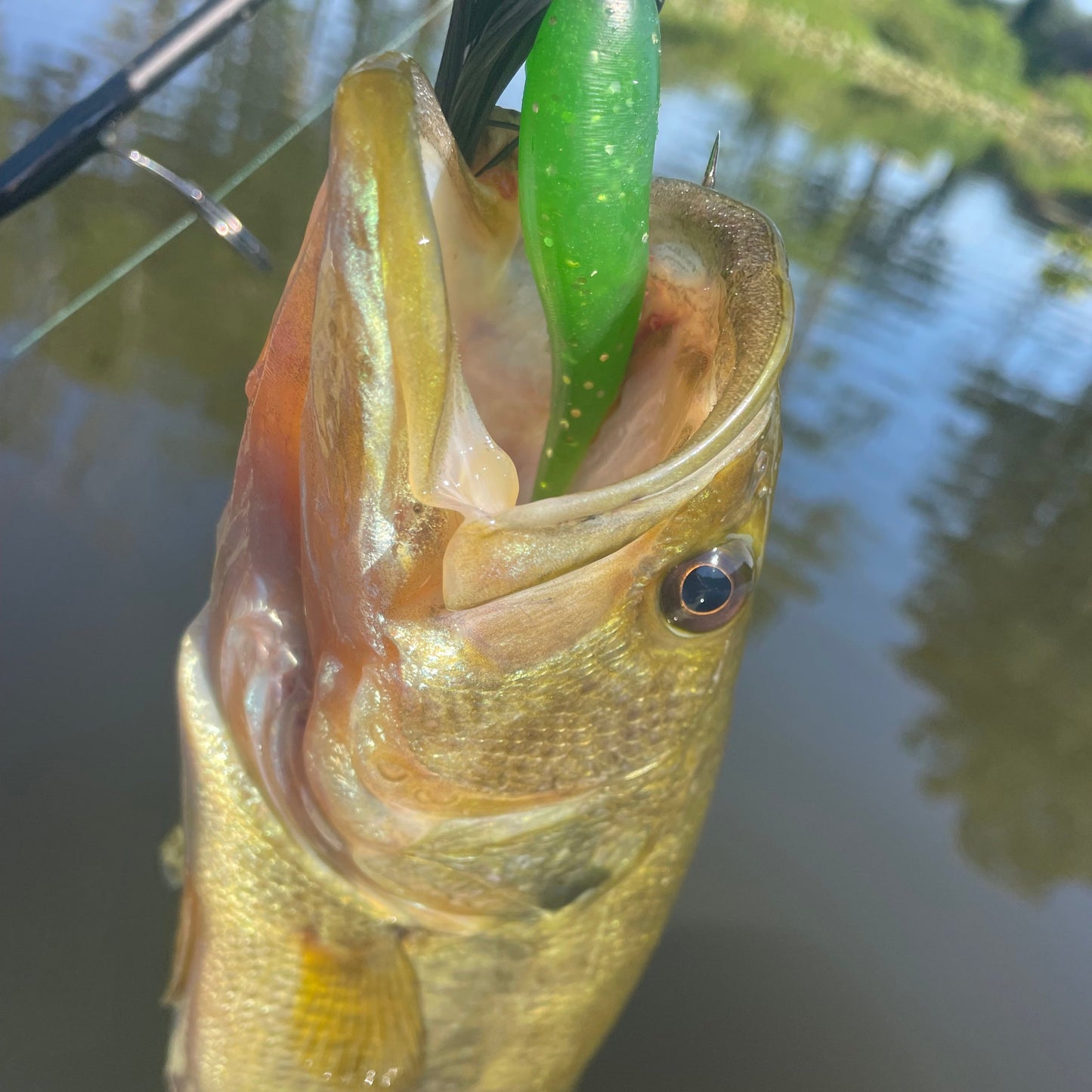 SEARIP PADDLE TAIL 3" in 3 catching colors