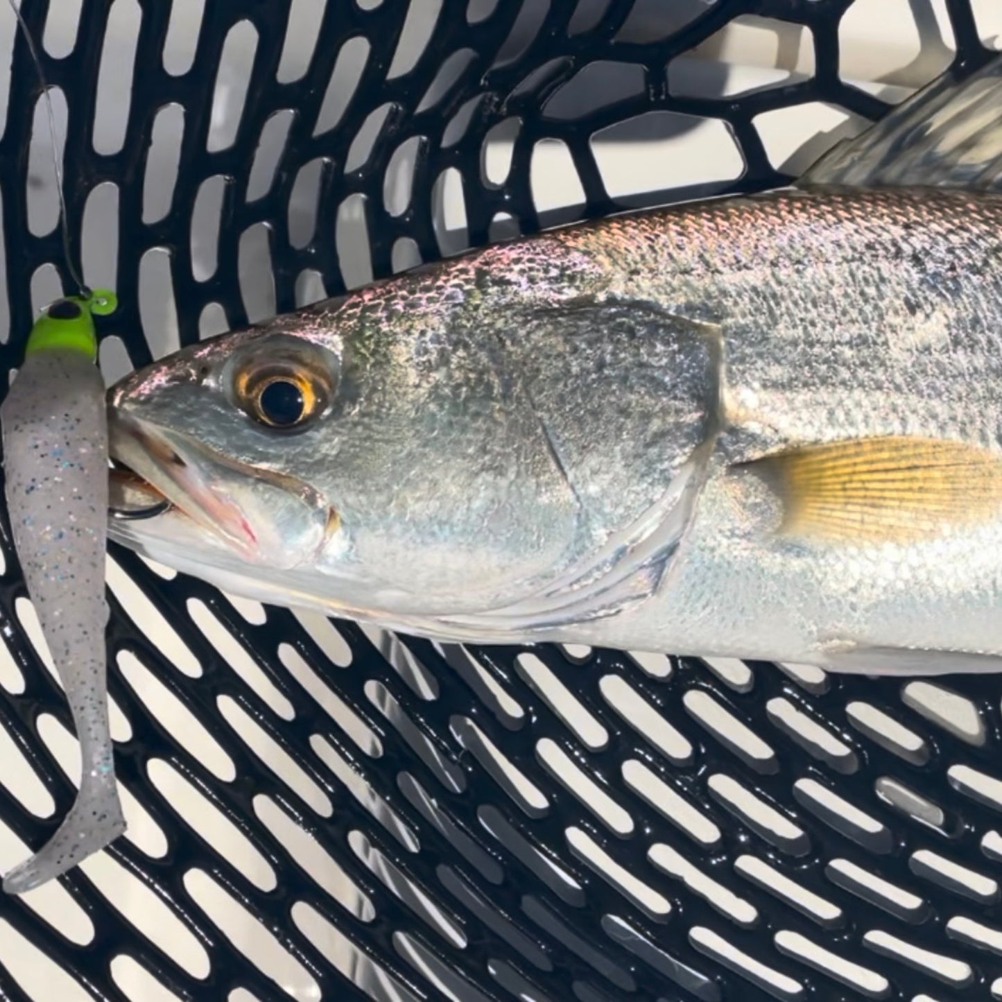 SEARIP PADDLE TAIL 3"