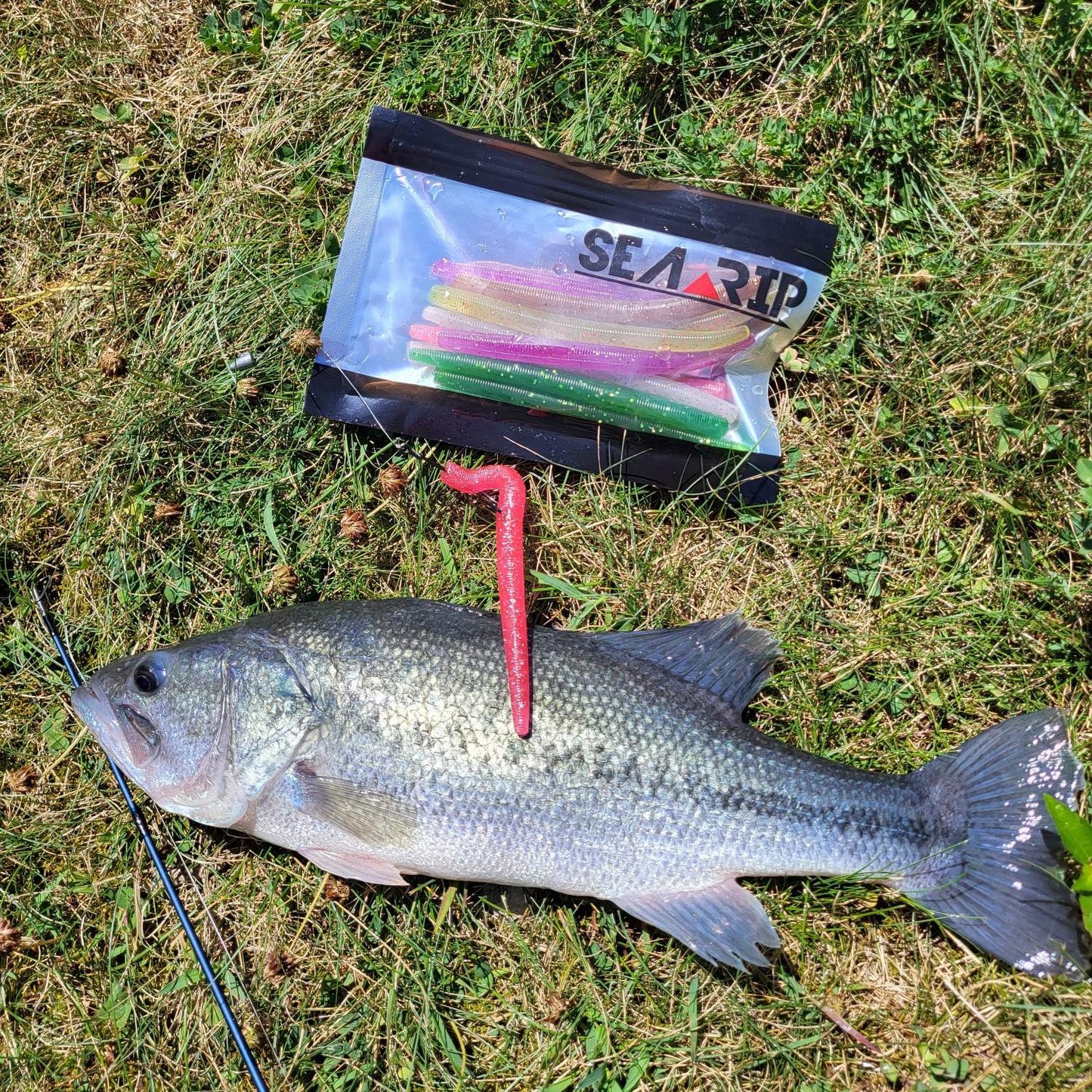 SEARIP Stick Bait 5” in 6 catching colors